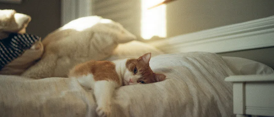 cat in bed